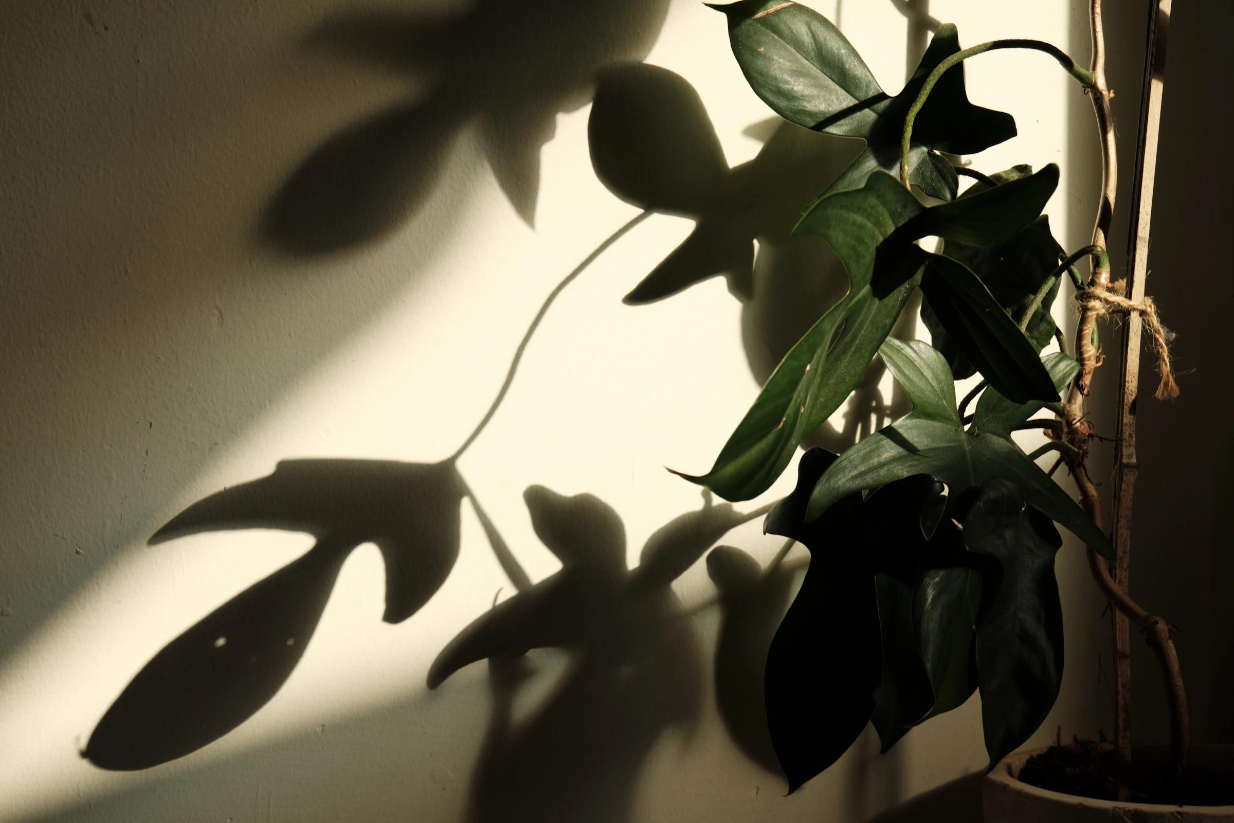 A houseplant and its long shadow on a sunlit wall.